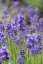 LEVANDULA ANGUSTIFOLIA -  THUMBELINA LEIGHT