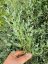 EUCALYPTUS SADA 5KS MIX DRUHY