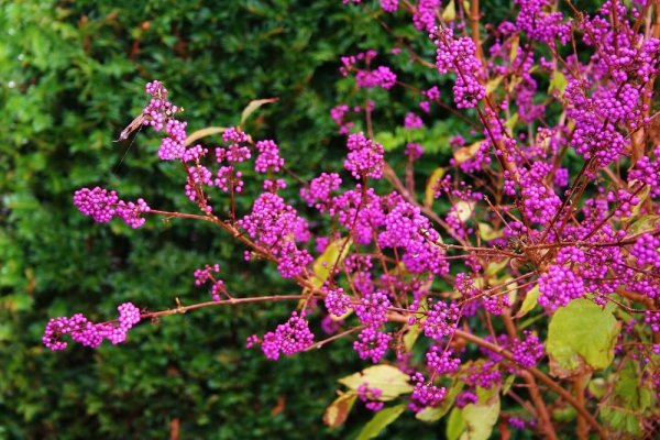 KRÁSNOPLODKA VIDLIČNATÁ - CALLICARPA DICHOTOMA ISSAI