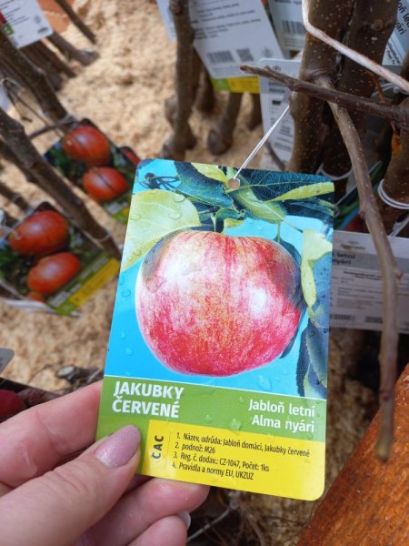JABLOŇ – JAKUBKY ČERVENÉ - LETNÍ