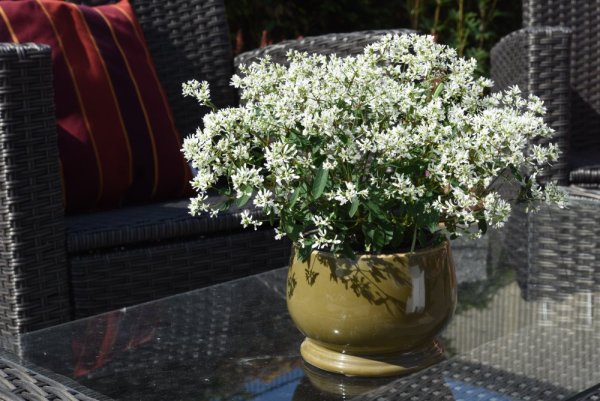 EUPHORBIA STAR DUST SUPER FLASH  - DIAMANTOVÝ ZÁVOJ