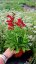 PENSTEMON HARWEGII PARTYBELS RED