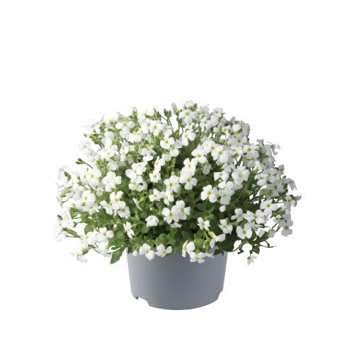 TAŘIČKA - AUBRIETA GRACILIS FLORADO WHITE