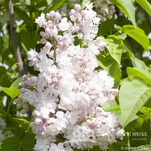 ŠEŘÍK OBECNÝ - SYRINGA VULGARIS  KRASAVITSA MOSKVY