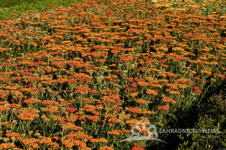 ACHILLEA MILLEFOLIUM WALTHER FUNCKE