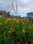 BULBINA KEŘOVITÁ – BULBINE FRUTESCENS