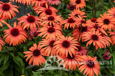 ECHINACEA SUNMAGIC VINTAGE ORANGE