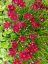 KRÁSNOOČKO  - COREOPSIS CHERRY PIE