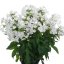 PHLOX PANICULATA EARLY WHITE ®