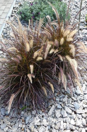 DOCHAN SETÝ - "PENNISETUM RUBRUM"