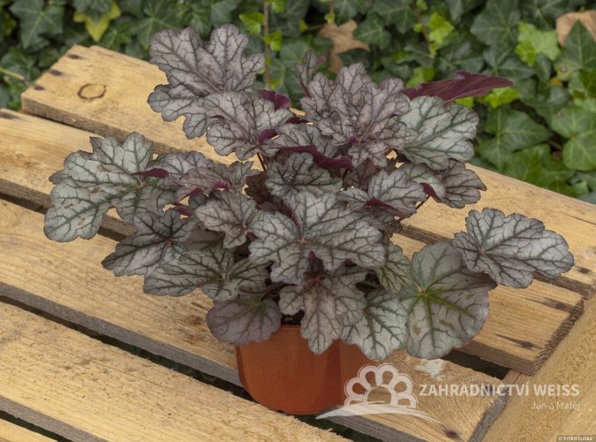 HEUCHERA WORLD CAFFE CORRETTO