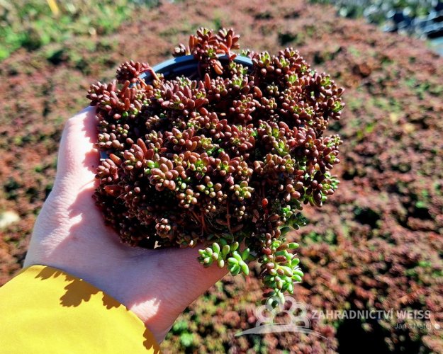 SEDUM ALBUM