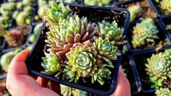NETŘESK -SEMPERVIVUM HYBR. ROSA MADCHEN