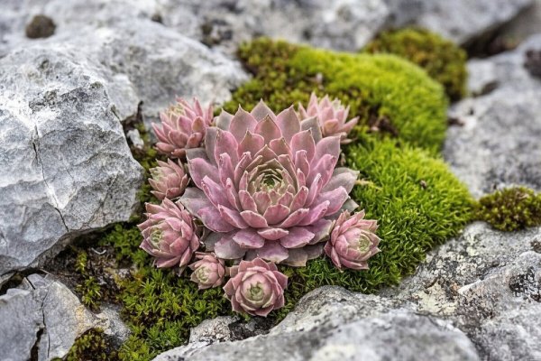 NETŘESK - SEMPERVIVUM CAPRICORN