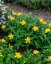 TŘEZALKA - HYPERICUM CALYCINUM