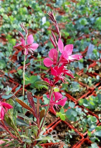 GAURA GARDIS PETIT PINK