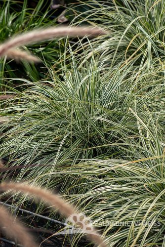 OSTŘICE JAPONSKÁ - CAREX OSHIMENSIS EVEREST