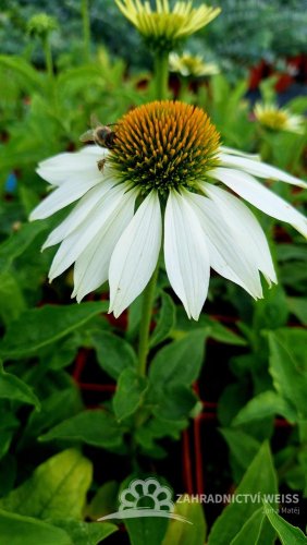 ECHINACEA BÍLÁ - ECHINACEA PRIMADONNA WHITE