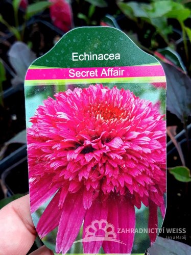 TŘAPATKA - ECHINACEA "SECRET AFFAIR"