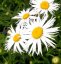LEUCANTHEMUM MAXIMUM "SWEET DAISY CHER" - KOPRETINA VELKOKVĚTÁ