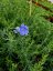 LEN VYTRVALÝ - LINUM PERENNE NANUM BLUE SAPPHIRE