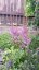 ČECHRAVA - ASTILBE CHINENSIS PUMILA