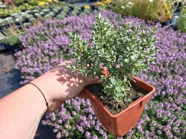 HEBE TOPIARIA