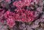 SEDUM HYB. RED SPARKLE
