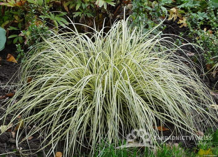 CAREX OSHIMENSIS EVERGOLD