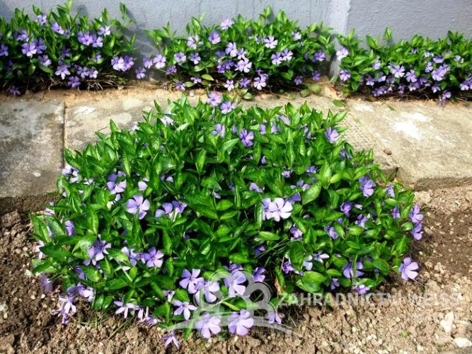 BARVÍNEK MODRÝ- VINCA MINOR BLUE