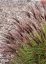 MISCANTHUS SINENSIS RED CHIEF
