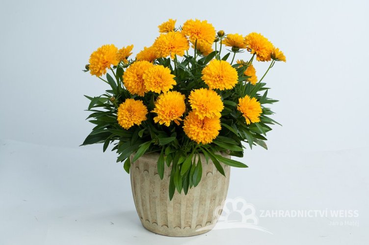 .KRÁSNOOČKO - COREOPSIS GRAN. SOLANNA GOLDEN SPHERE