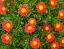 DELOSPERMA SOLSTICE SCARLET RED