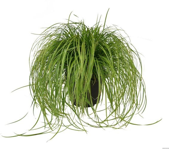 CAREX DOLICHOSTACHYA GOLD FOUNTAIN