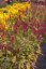 PERSICARIA AMPLEXICAULIS DARK RED - RDESNO