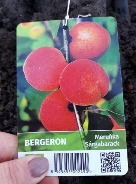 MERUŇKA - BERGERON