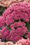 SEDUM TELEPHIUM THUNDERHEAD