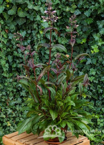 DRAČÍK - PENSTEMON DARK TOWERS