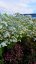 GYPSOPHILA BÍLÁ - NEVĚSTÍN ZÁVOJ  -NÍZKÝ