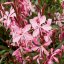 GAURA LINDHEIMERI – GEYSER PINK