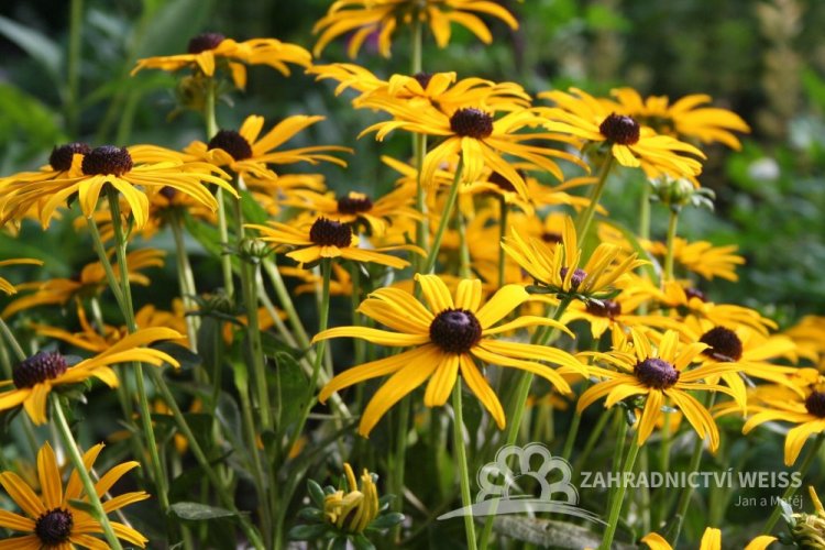 RUDBECKIA FULGIDA  "FOREVER GOLD"