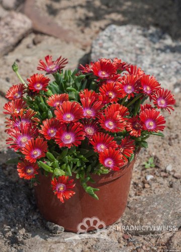 DELOSPERMA SUNDELLA RED