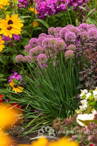 OKRASNÝ ČESNEK - ALLIUM HYBRIDA MILLENIUM