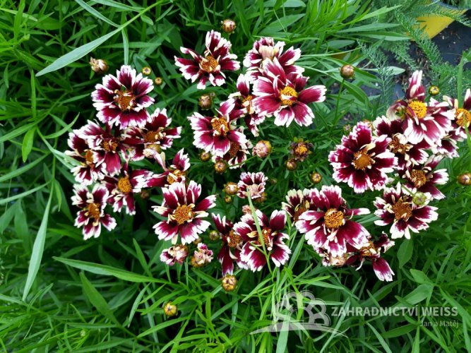 KRÁSNOOČKO - COREOPSIS – „RUBY FROST“