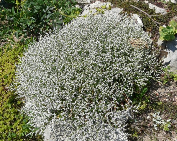 STATICE TATARIKA – LIMONIUM TATARICUM
