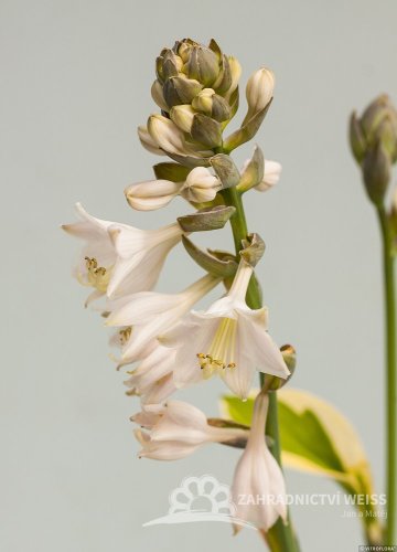 HOSTA - "BRIM CUP"
