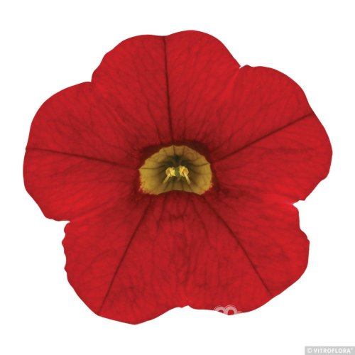 MILLION BELLS METRO EARLY BRIGHT RED