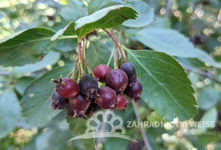 MUCHOVNÍK – AMELANCHIER PRINCESS DIANA