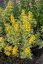 VRBINA - LYSIMACHIA ALEXANDER