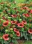 KOKARDA – GAILLARDIA AR. SPINTOP RED